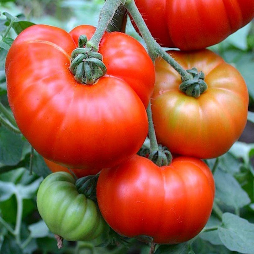 Super Marmande paradicsom - Paradicsom különlegességek az Egzotikus Növények Stúdiója kínálatából
